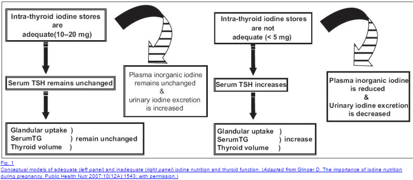 two models which show the conceptual impact of adequate iodine intake and inadequate iodine intake on thyroid function. 