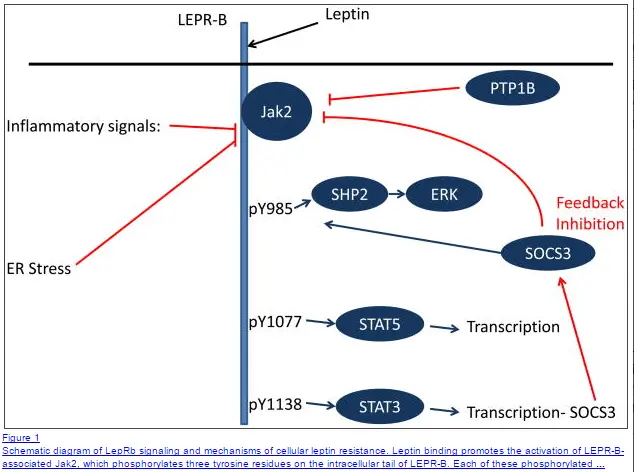 diagram schematic showing leptin signaling and factors which influence its action on various enzymes and receptors. 