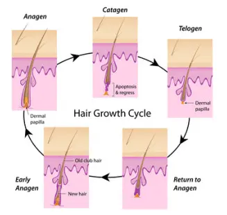 a diagram showing the various stages of the human hair growth cycle from catagen to anagen. 