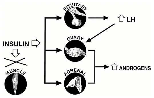 a diagram showing the impact that insulin has on the pituitary gland, the ovaries, and the adrenal glands. 