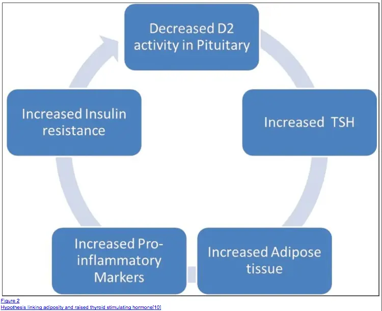 a schematic showing a proposed link between increased fat mass and thyroid dysfunction via TSH. 