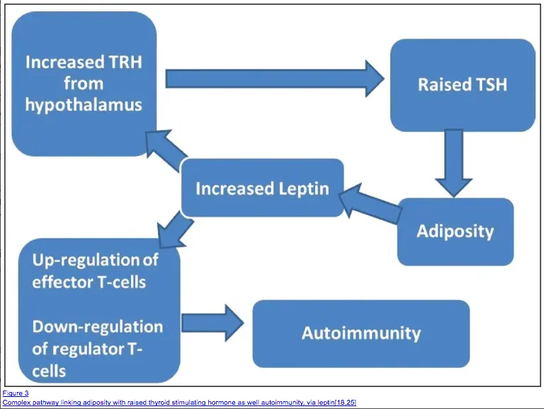 a diagram schematic showing the relationship between increased adipose tissue, leptin, and a raised TSH. 