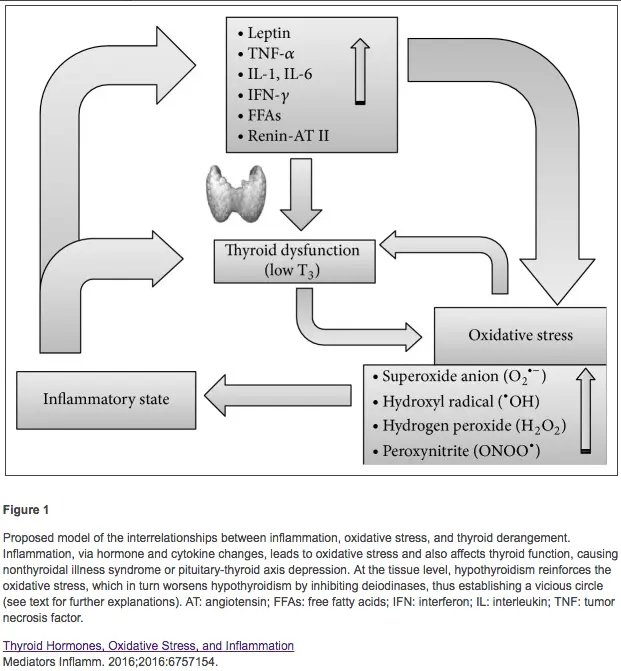 a figure showing the connection between inflammation, thyroid dysfunction, and oxidative stress. 