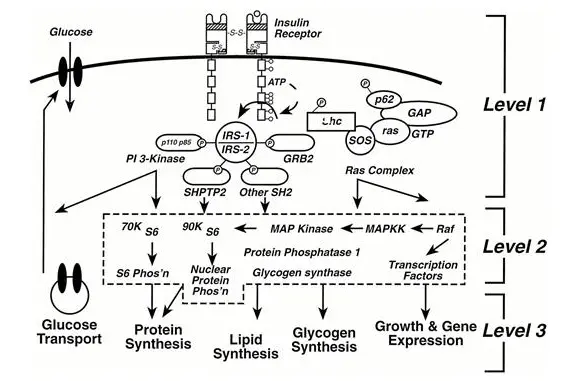 a complex schematic showing the impact insulin has on various cells, enzymes, and proteins. 