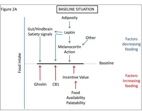 graph which shows the relationship between satiety factors, leptin, ghrelin, CB1, melanocortin, food intake, and their impact on feeding.