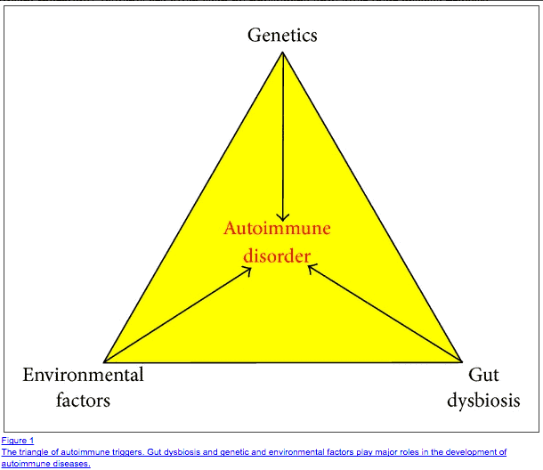 a diagram showing the relationship between genetics, environmental factors, gut dysbiosis and their relationship to autoimmune disorders. 