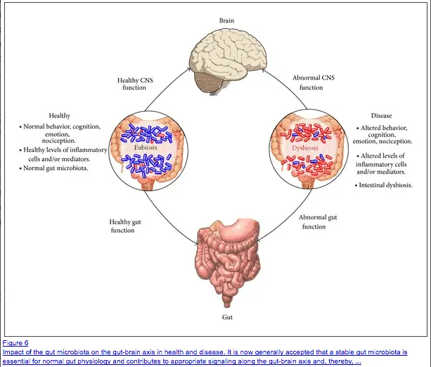 figure showing how the brain and gut are connected and the difference between healthy gut function and abnormal gut function. 