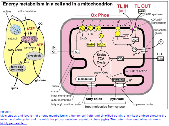 energy levels and mitchondrial function