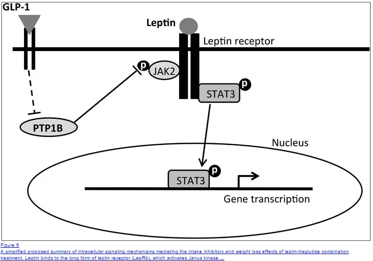 the cellular impact of leptin and the glp-1 receptor are shown with a circle around genetic transcription. 