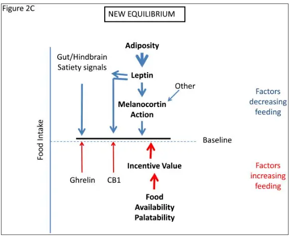 another graph which shows the relationship between food intake, leptin, ghrelin, and their impact on feeding showing a new equilibrium that has been pushed upward to increased feeding. 