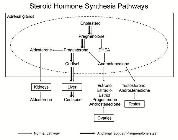 figure showing steroid hormone synthesis and the impact that stress has on cholesterol metabolism and hormone production. 