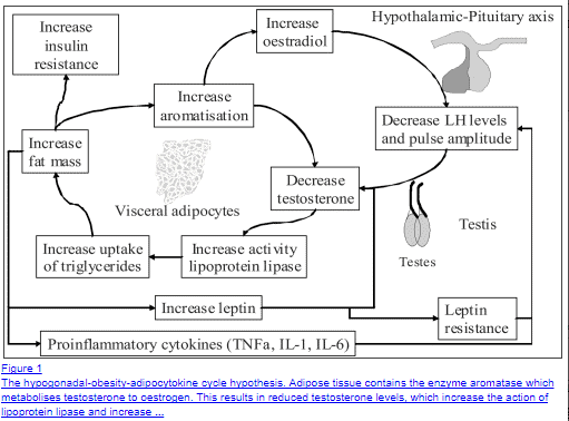 a flow chart showing how age and andropause impact various systems and hormones in the body. 