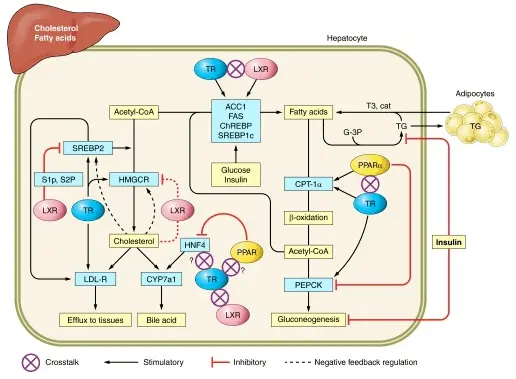 Effects of T3 on liver function and fat break down