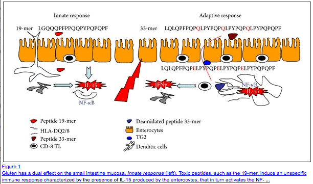 figure showing the impact gluten has on the intestinal mucosa and how it impacts the immune system. 