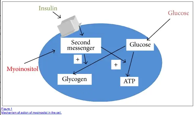 Figure showing how myoinositol alters glucose homeostasis through its impact on insulin receptors. 