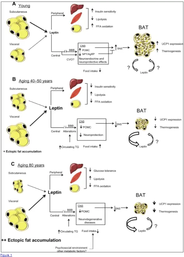 the complex relationship between adipose tissue and the body's ability to burn fat is outlined. 