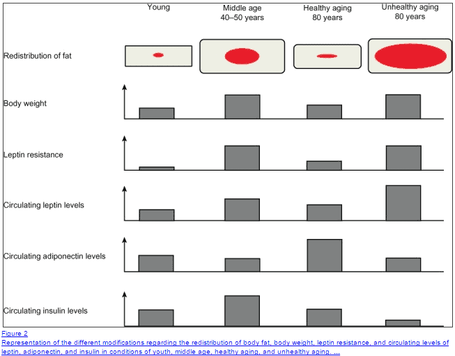 how leptin levels impact the redistribution of fat based on age.