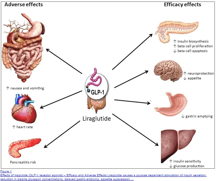 a figure showing the beneficial and adverse effects on different parts of the body. 