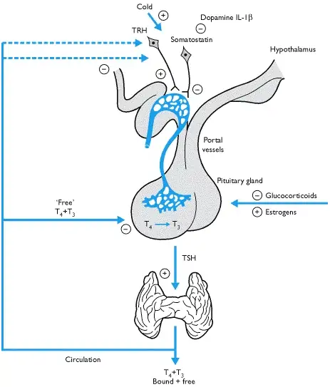 schematic showing thyroid regulation and control starting with the hypothalamus and ending with the thyroid gland. 