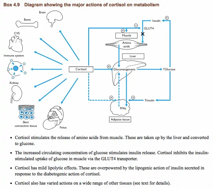 cortisol metabolism and function