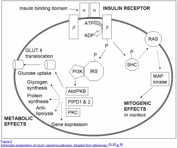 a schematic showing insulin signaling in the cell and its downstream effects. 