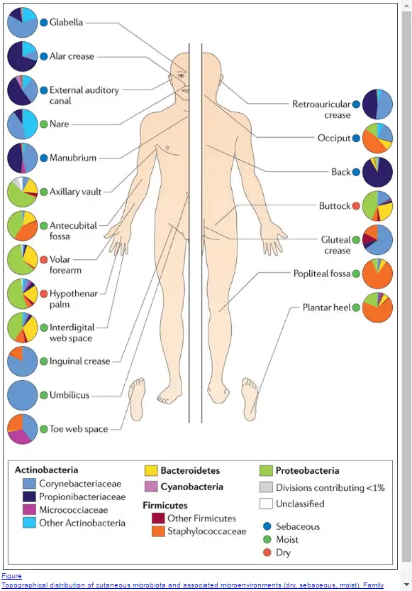 arrows pointing to various placed on the human body that produce natural oil. 