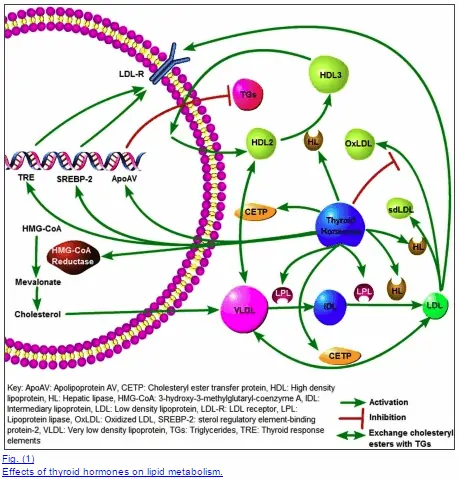 figure showing the relationship between thyroid hormones, lipid metabolism, and cholesterol. 