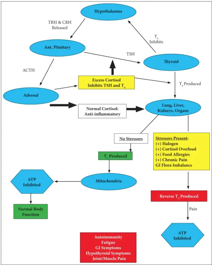 Chronic stress on progesterone levels