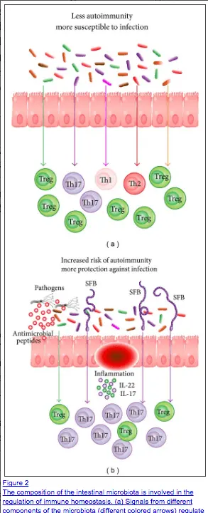 two figures showing the gut lining and how gut dysfunction increases risk of autoimmune disease. 