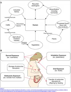 endocrine disruptors and hormone balance in the body