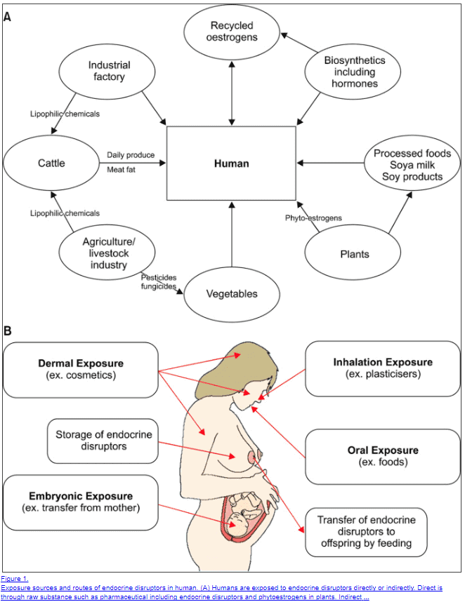 endocrine disruptors and hormone balance in the body