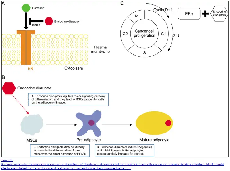 endocrine disruptors on progesterone and estrogen