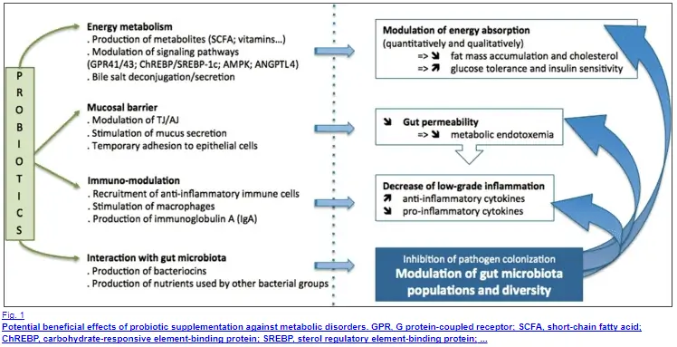 probiotics as a complementary treatment for weight loss