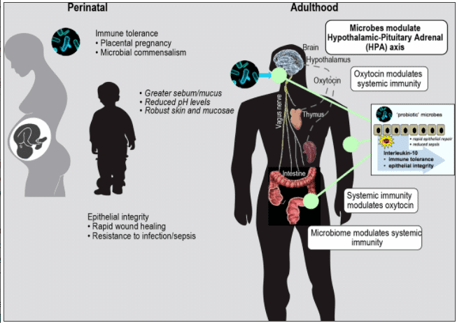 Benefits of probiotics in men