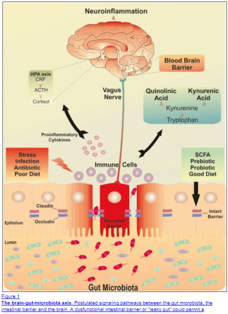 Leaky gut and depression