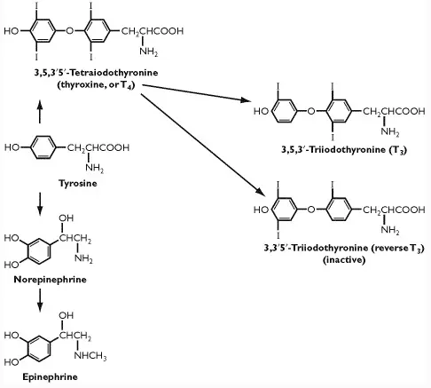 T3 and T4 thyroid hormone production