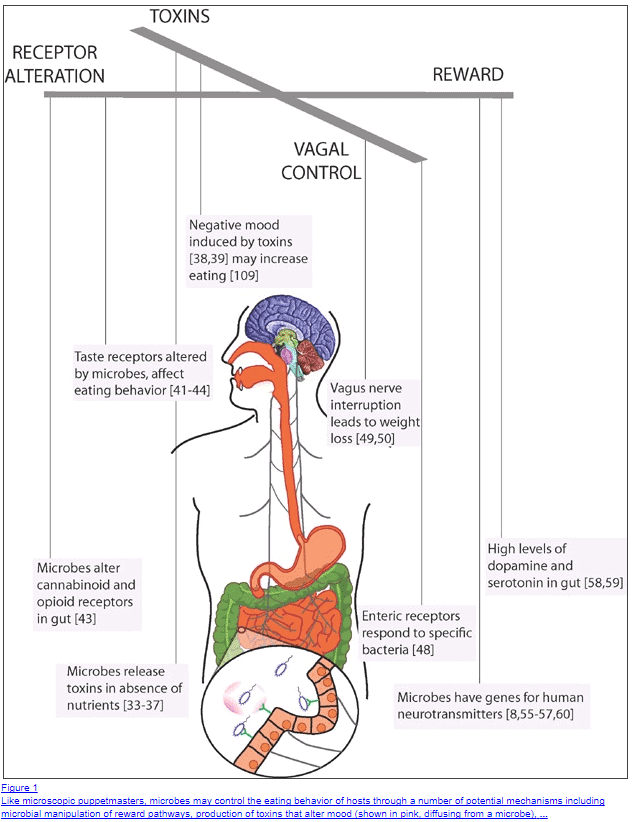 effects of probiotic on appetite in women