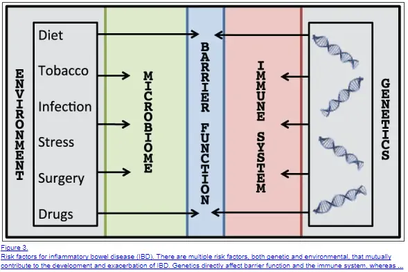 immune function and leaky gut