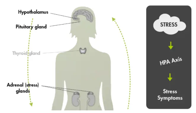 thyroid adrenal gland axis