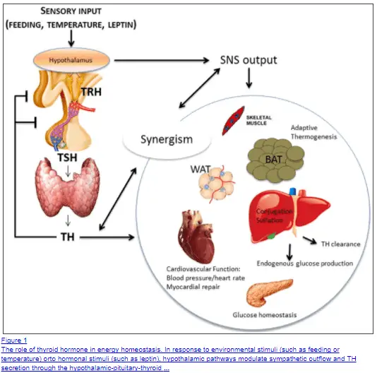 thyroid function on energy production