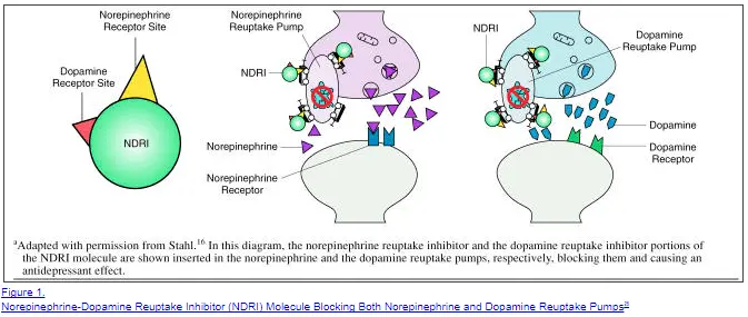 a supposed example of how wellbutrin works to help with weight loss in nerve cells by blocking the reuptake of norepinephrine.