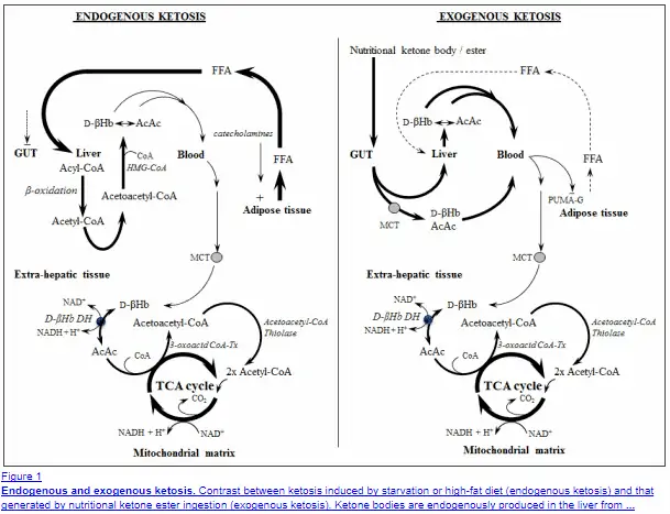 the difference in the metabolism of endogenous ketones compared to exogenous ketones. 