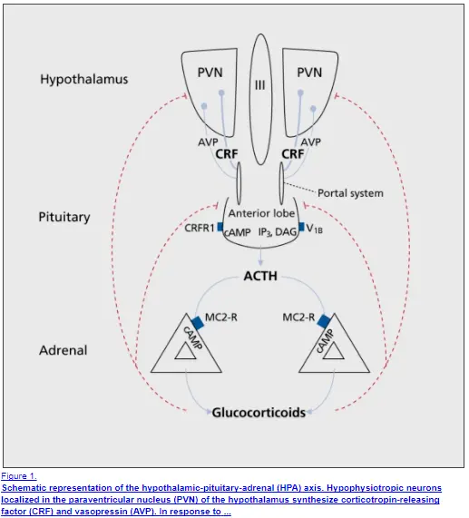 sensoril and the HPA axis