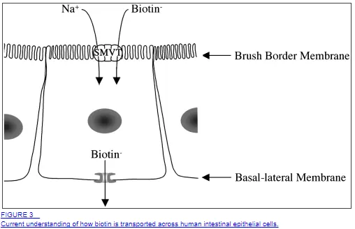 biotin absorption in the intestines