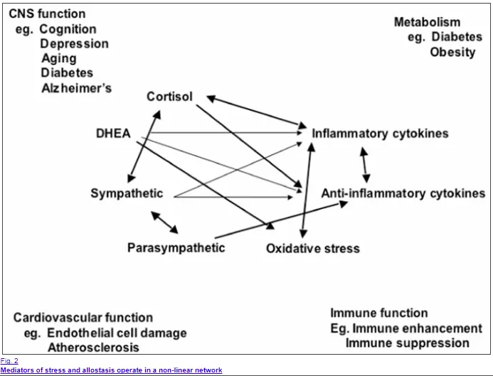 Image result for cortisol weight