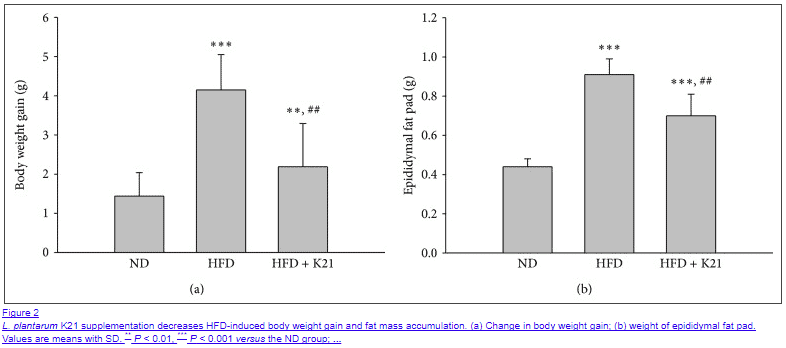 lactobacillus plantarum helps reduce weight gain