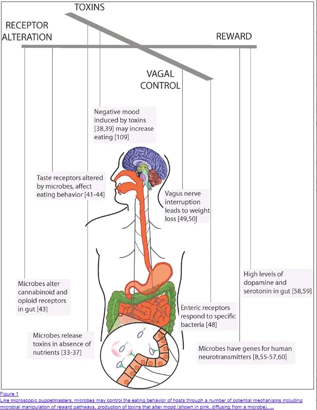 prebiotics alter appetite and food cravings