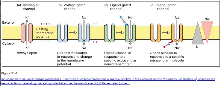 the importance of ATP in nerve conduction