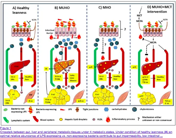 MCT oil and intestinal permeability