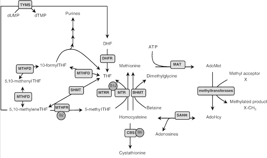 The methylation pathway of Vitamin B12 and homocysteine